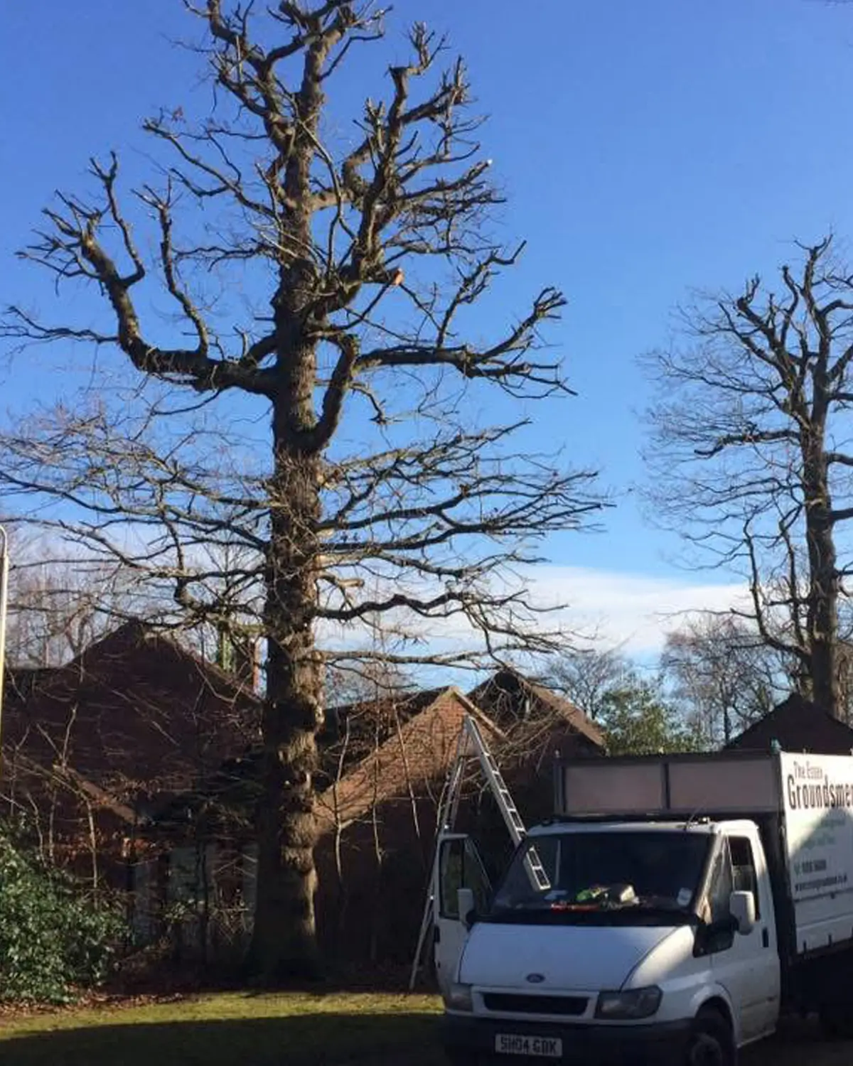 tree-removals-reductions-1 tree-removals-reductions-1