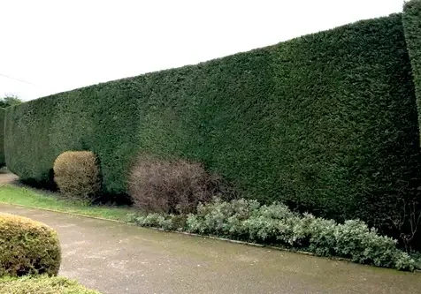hedge-maintenance-essex-groundsmen hedge-maintenance-essex-groundsmen