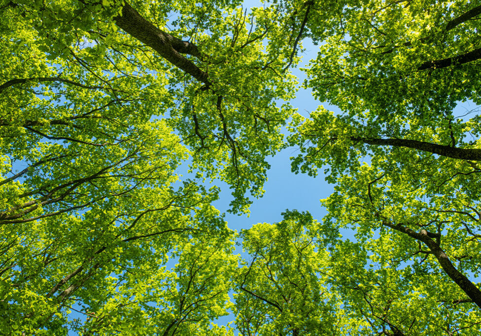 tree-services-essex.jpg tree-services-essex.jpg
