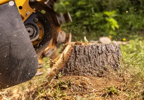 tree-stump-grinding-essex tree-stump-grinding-essex